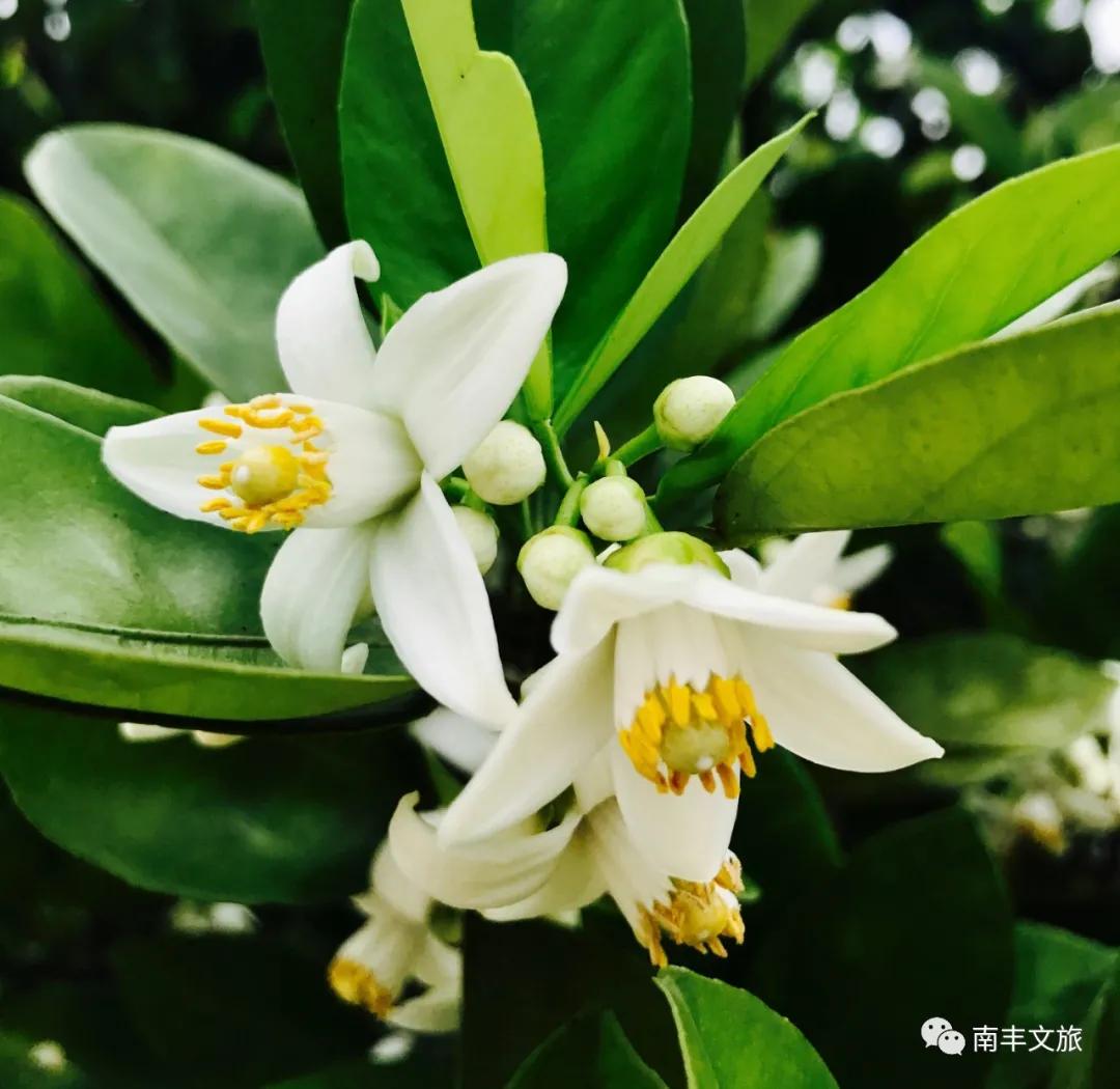 南丰蜜桔花期是什么时候,2022年南丰蜜桔开始订购了吗