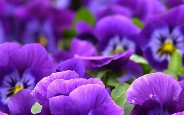 国际权威色彩机构潘通2020流行色,流行色为什么是潘通说了算