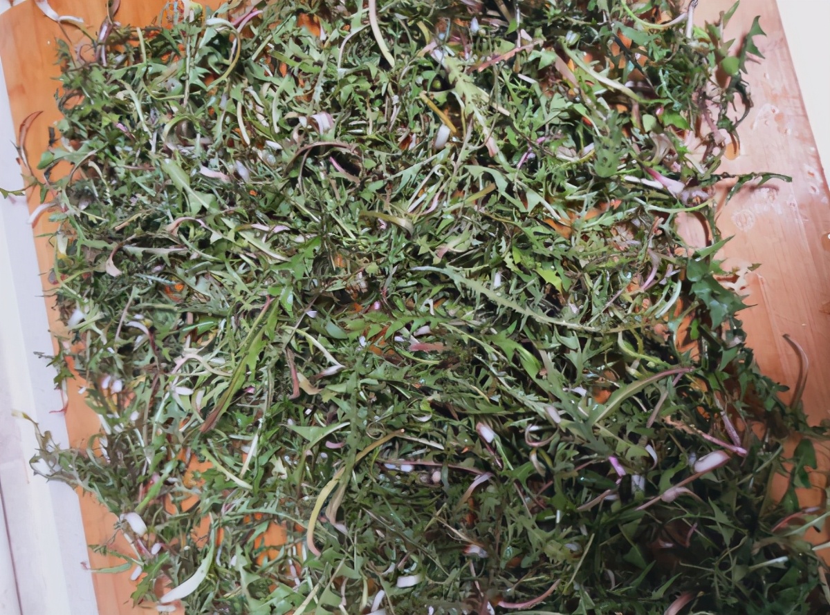 蒲公英茶怎么晾晒,蒲公英茶怎样晾晒效果好