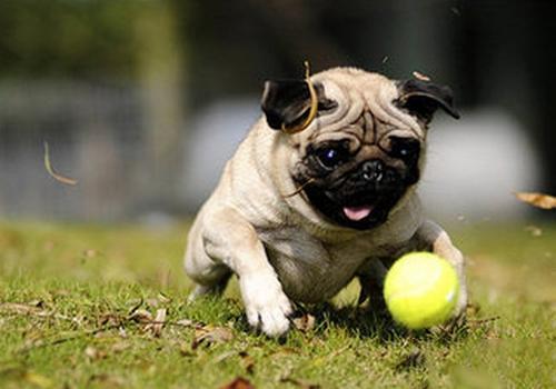 长毛犬推荐公的还是母的,新手怎么选宠物狗小型犬