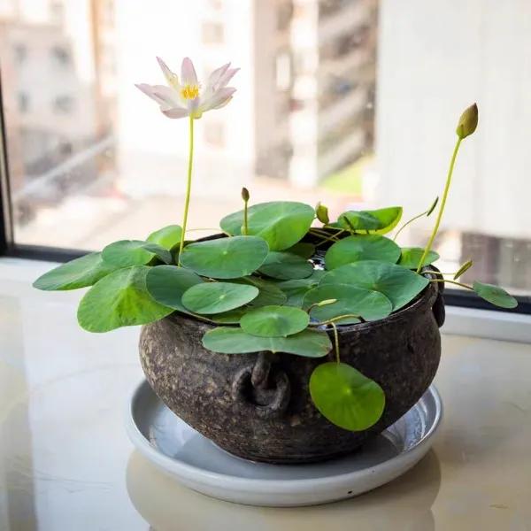 自家栽培微型观赏碗莲,迷你盆栽碗莲带花苞