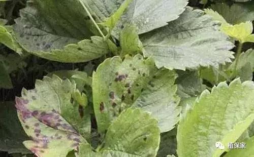 大棚草莓常见病虫害防治方法,南京地区草莓病虫害防治的现状