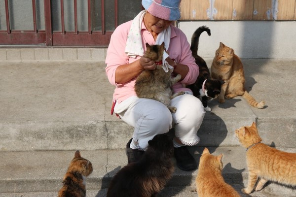 日本猫岛居民帮浪猫准备「御寒小屋」网：超暖心