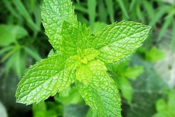 猫薄荷对猫咪有成瘾性吗,猫咪薄荷茶对猫的危害