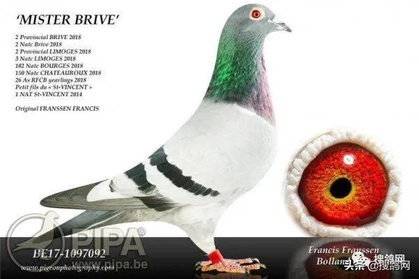 国内冠军赛鸽,羽毛球2人冠军