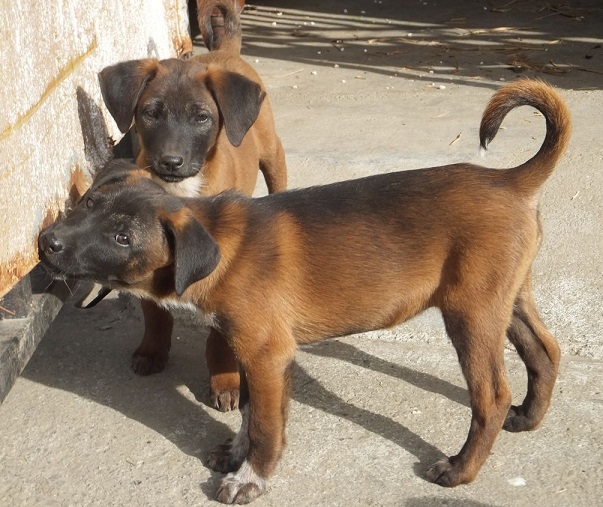 骁勇善战的青川犬，堪称团队作战的楷模