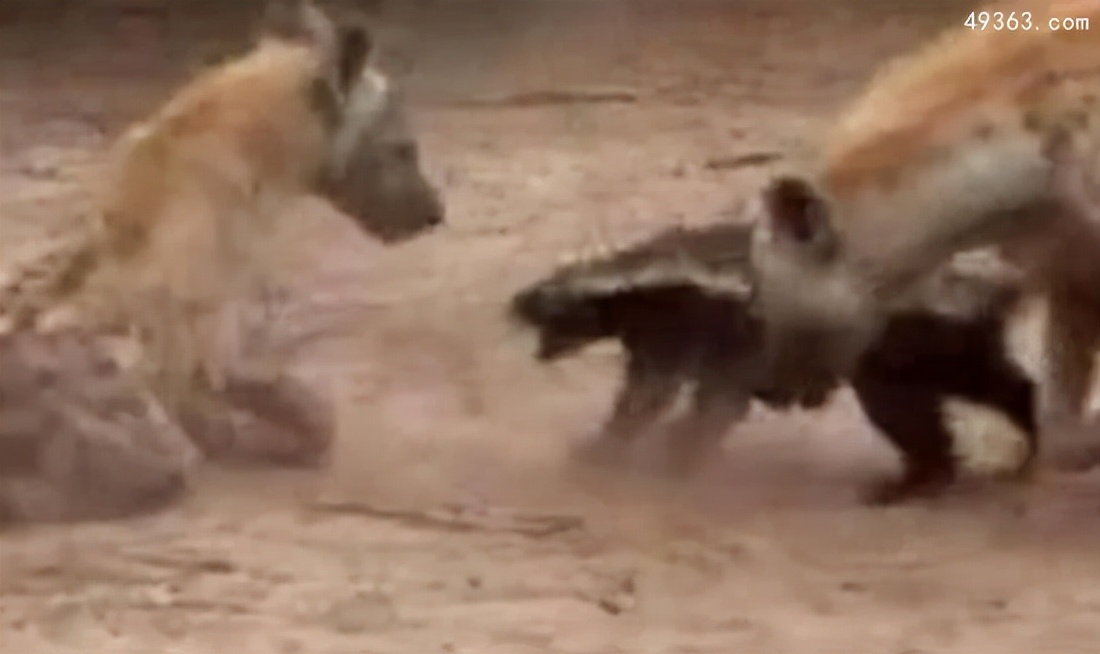 平头哥蜜獾哪个国家让养,为什么蜜獾被称为平头哥