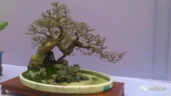 临水式金弹子盆景图片大全欣赏,看盆景展里赏心悦目的盆景