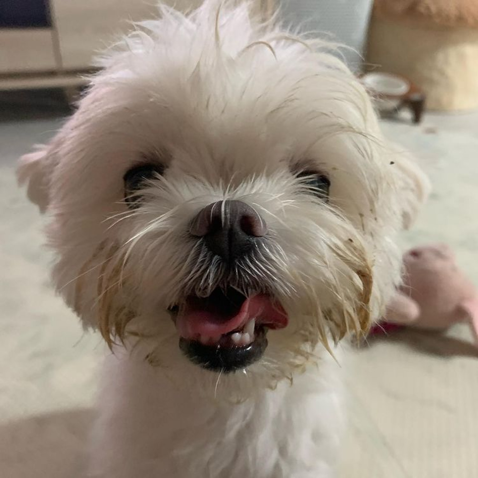 狗狗睡醒突然坐起来视频,狗狗睡醒兴奋突然昏倒