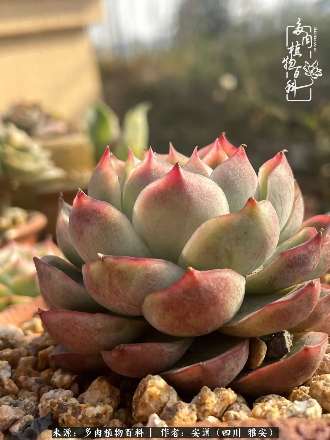 小仙女的阳台多肉,绝美多肉阳台