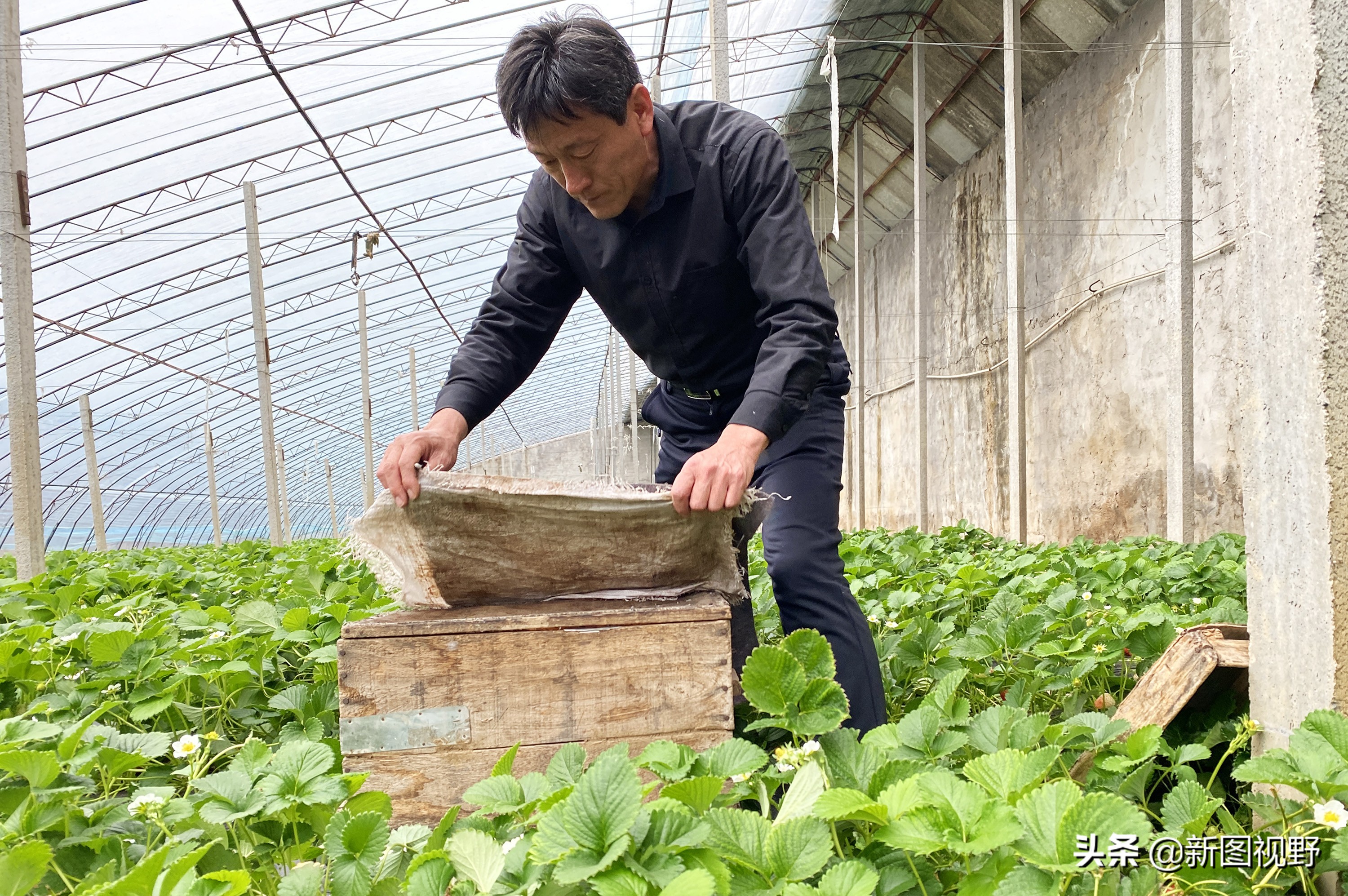 农村大哥吃火龙果,农村大哥种菜一年12万