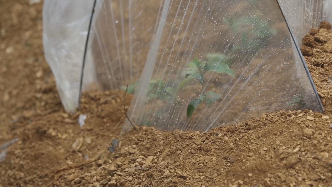 同心奔小康·柞水行|“山茶娃”凝聚浓浓“山海情”