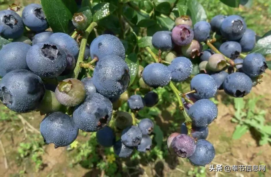 广西玉林市竹园村网红景点打卡,打卡竹园村