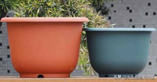 用莲子种的荷花第一年能结藕吗,用莲子盆栽荷花怎么种