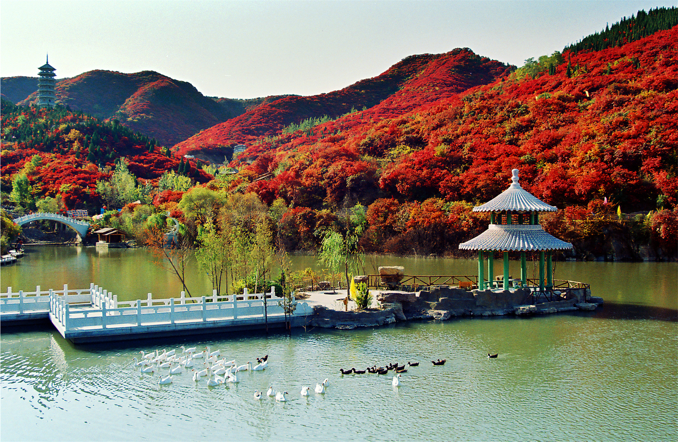 济南红叶谷赏红叶的最佳时间,济南红叶谷今年最佳观赏红叶时间