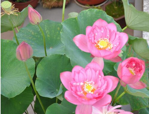 碗莲怎么养才能旺盛开花,碗莲怎么养才能养得好