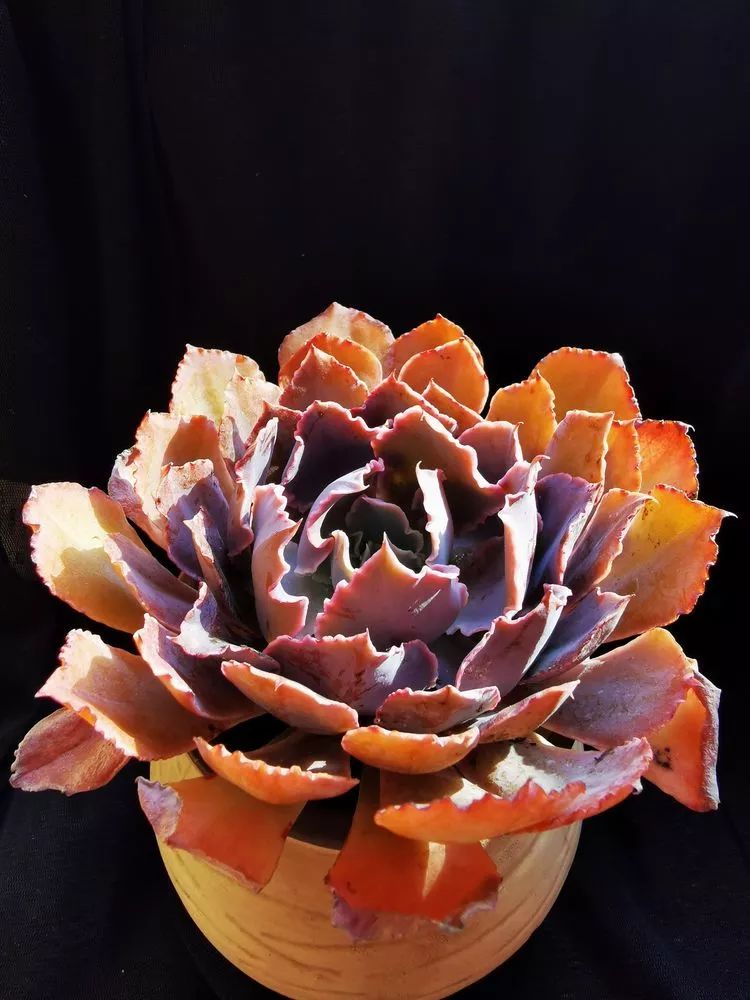 多肉砍头的怎么养,多肉怎么砍头才能爆发