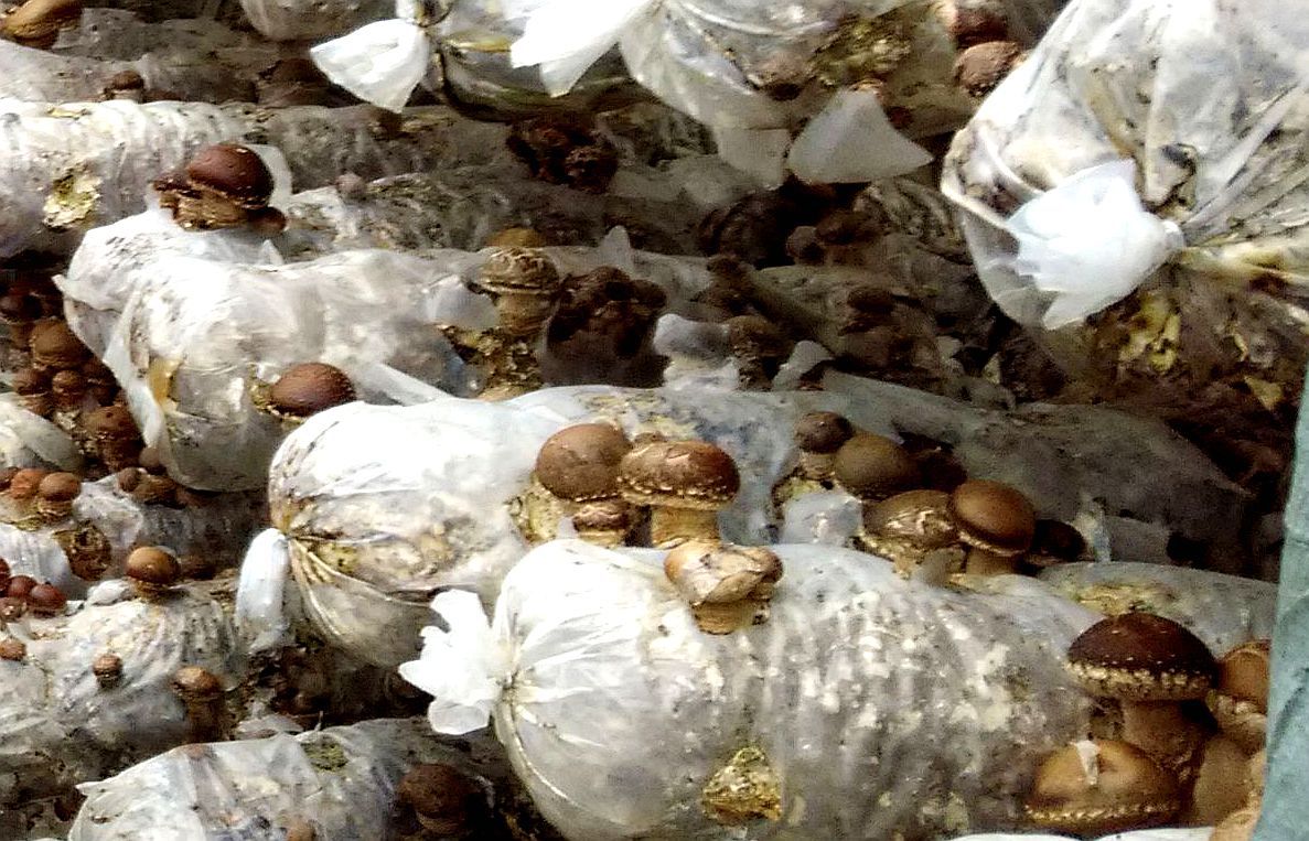 香菇菌棒养菌期被雨水泡了怎么办,香菇菌棒黄霉菌怎么处理