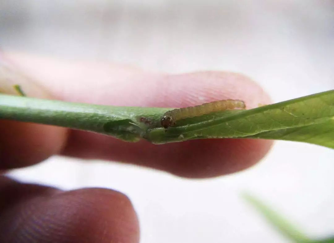 防治梨小食心虫关键节点是几月份,梨小食心虫介绍及防治
