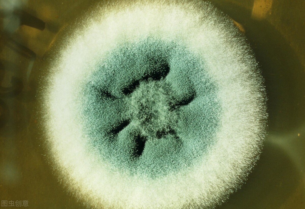 吃发霉馒头是真菌感染吗,水果发霉的霉菌传染吗