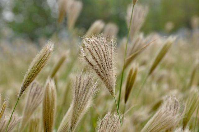 105种野草图片大全,105种野草的图片功效与作用