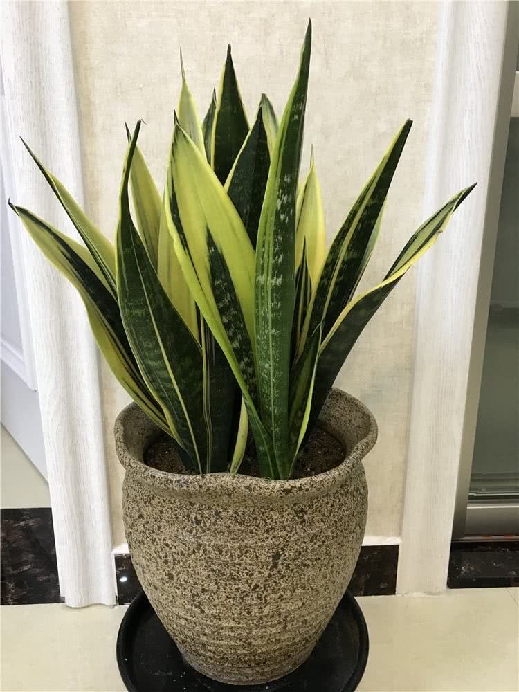 适合邻居养的十种花,养这7种花大人小孩都能养好