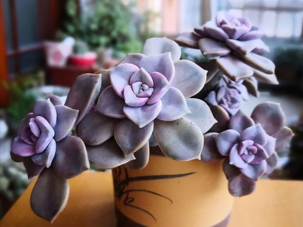 什么多肉耐冻又好吃,不惧零下五六度的多肉