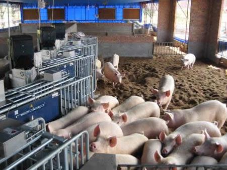 猪疥螨病又称疥癞怎么治疗,猪疥螨引起的皮炎的图片