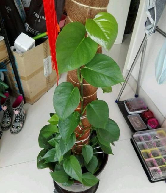 绿萝怎么造型更好看,大绿萝怎么做造型好看