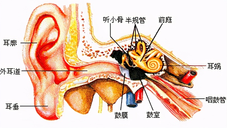 打蚊子致鼓膜穿孔,睡觉拍蚊子属于简单反射吗