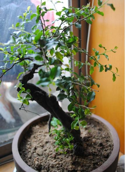 金弹子怎么养护才能开花结果,金弹子开花挂果注意事项