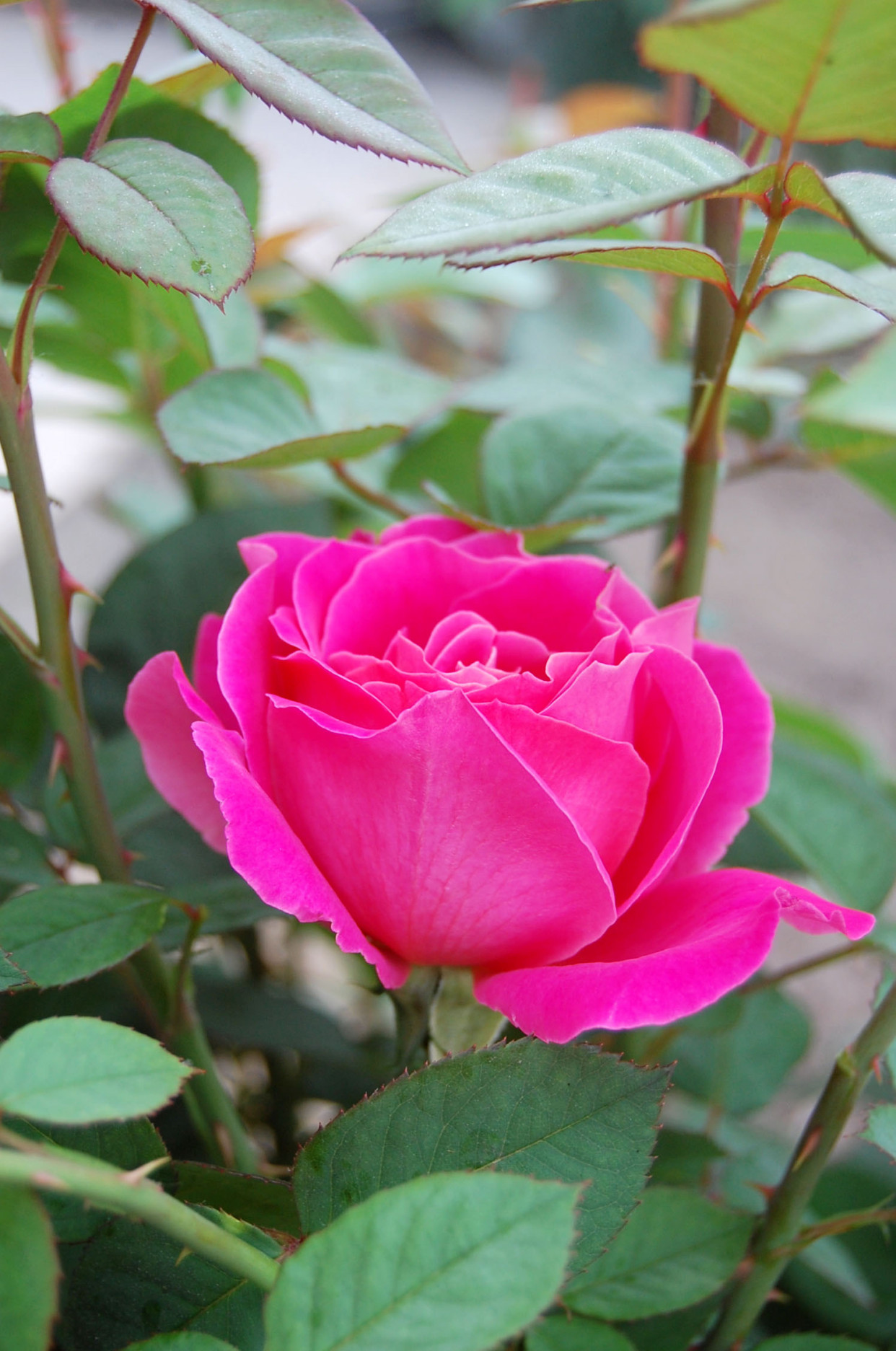 月季可以剪黄叶吗,用什么药能让月季叶片油绿