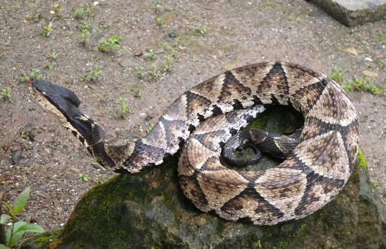 毒蛇最怕是什么蛇,蛇进家怎样区分毒蛇