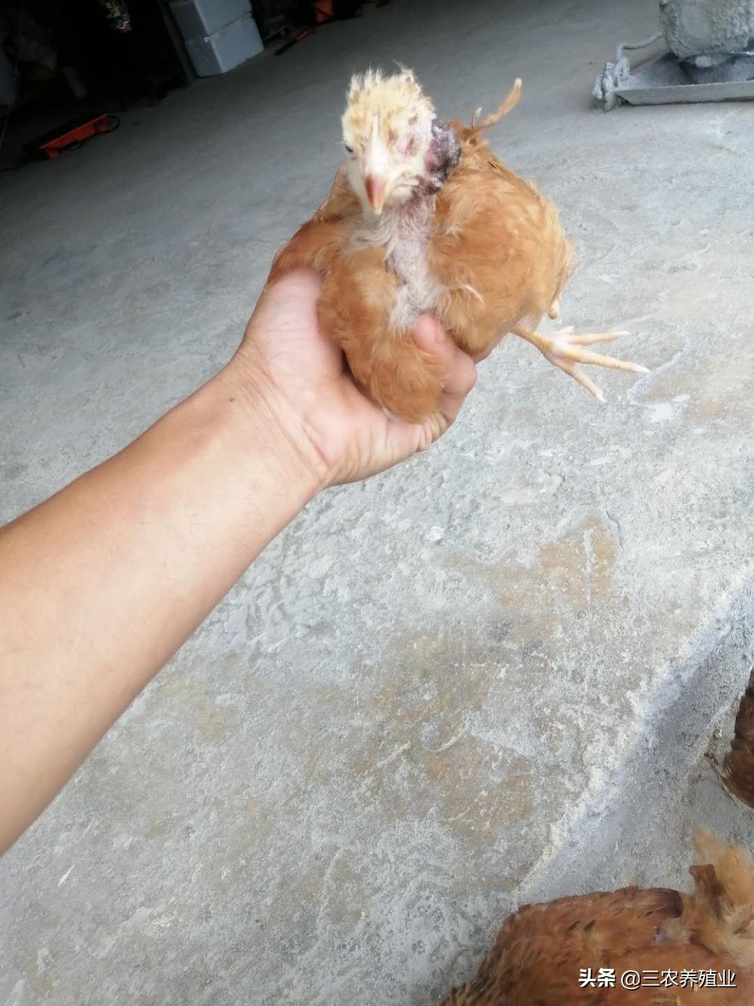 鸡眼睛睁不开口里有粘液怎么治疗,鸡眼睛浑浊了是什么病