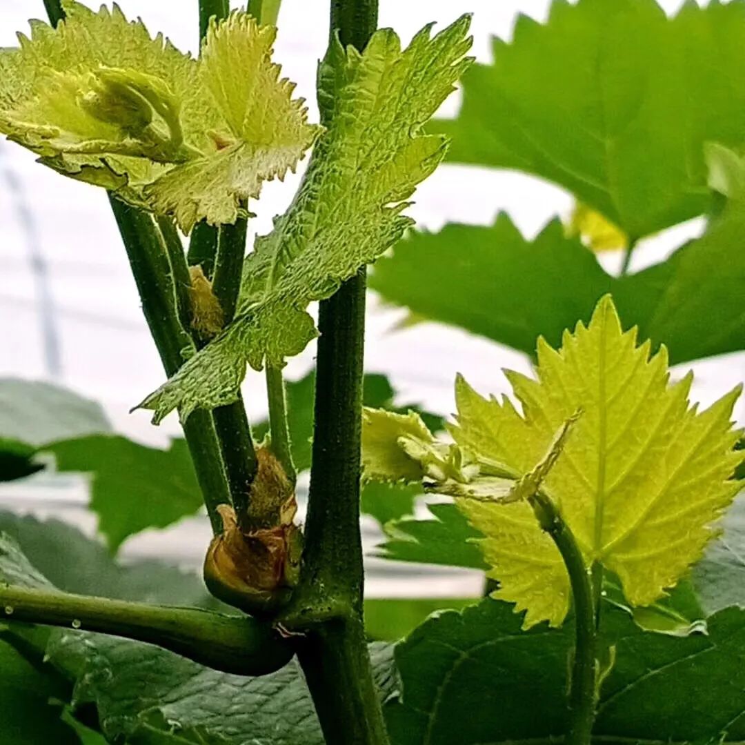 鍙ょ敯鐮斿鏃ヨ缁撳熬,鍙ょ敯鐮斿鏃ヨ