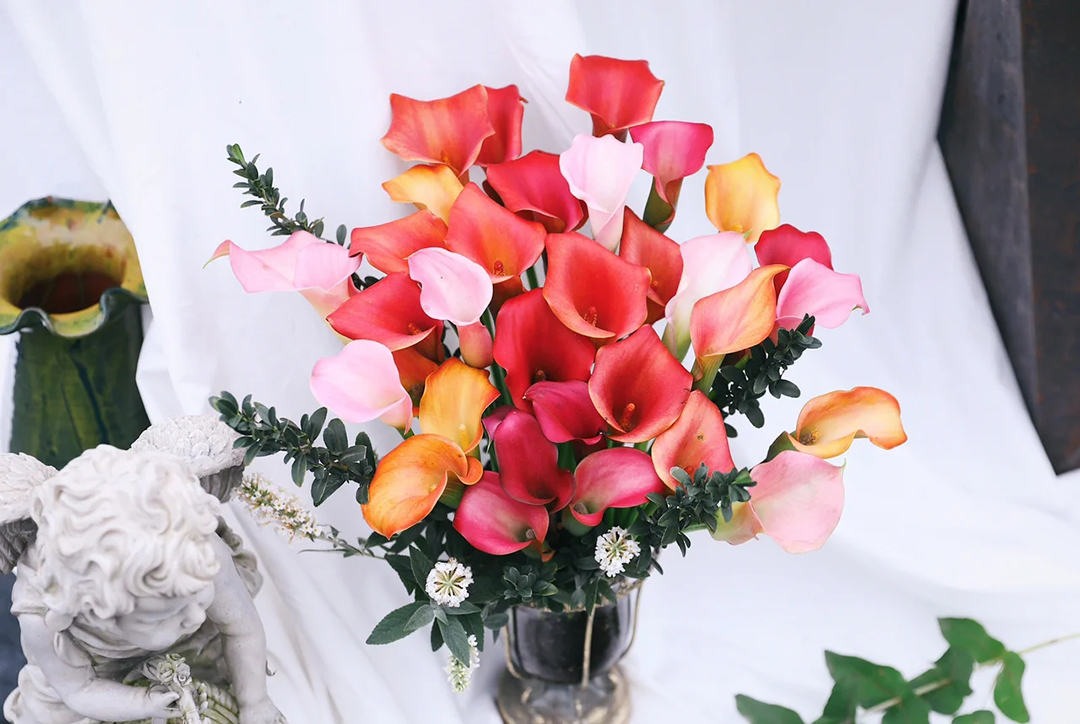 这几种花卉,冬天在家养上几盆,高端大气上档次