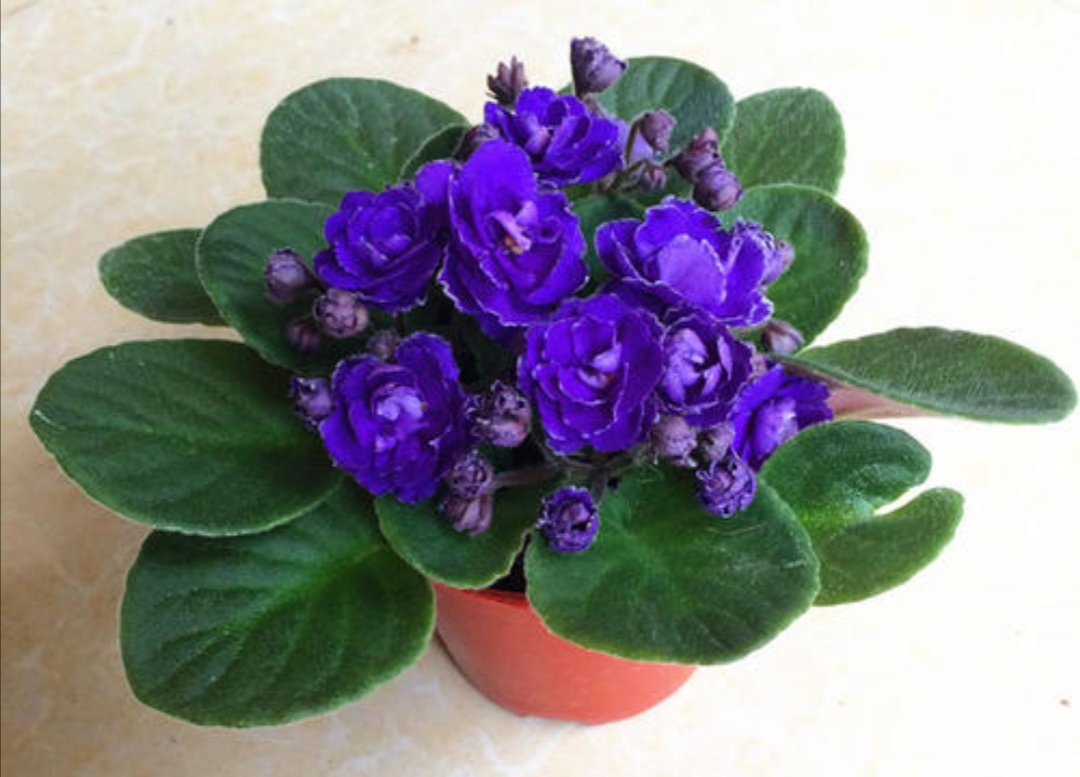 怎样养紫罗兰,家里养紫罗兰风水好吗