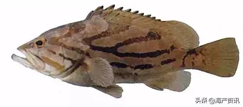 科普海洋鱼类知识儿童,海洋鱼类科普大全图解