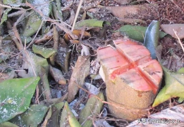 怎么判断柑橘树是黄龙病,如何防治黄龙病