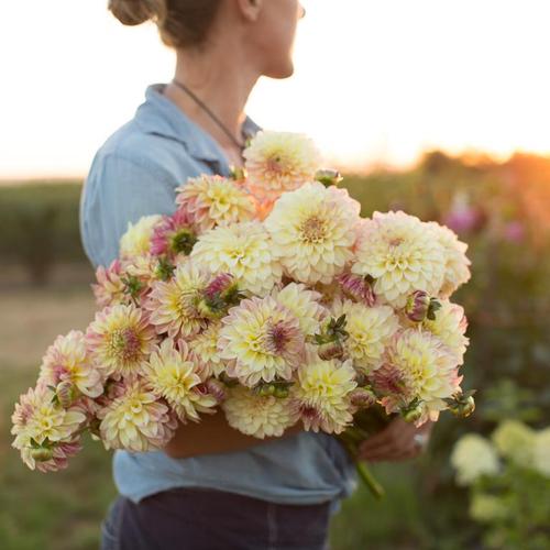 鲜花插花技巧专业术语,插花常见鲜花名称大全