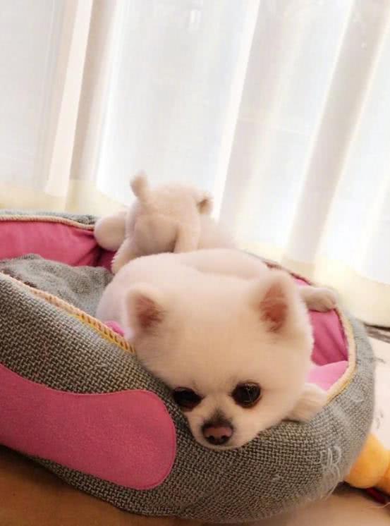 潘晓婷15米超长台球桌,星牌潘晓婷俱乐部款台球桌