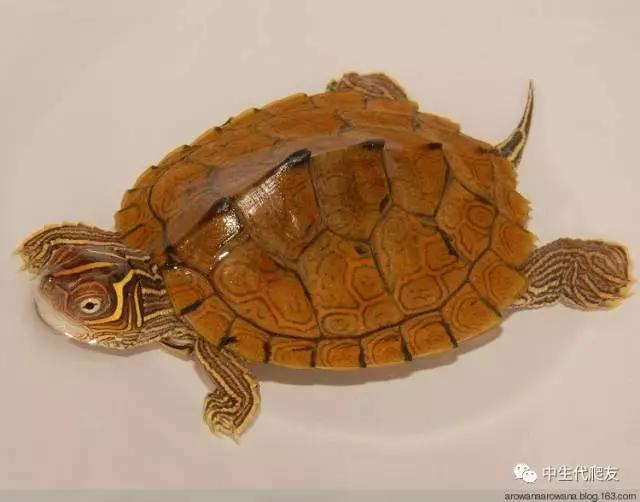 正宗的地图龟,史上最差的地图龟