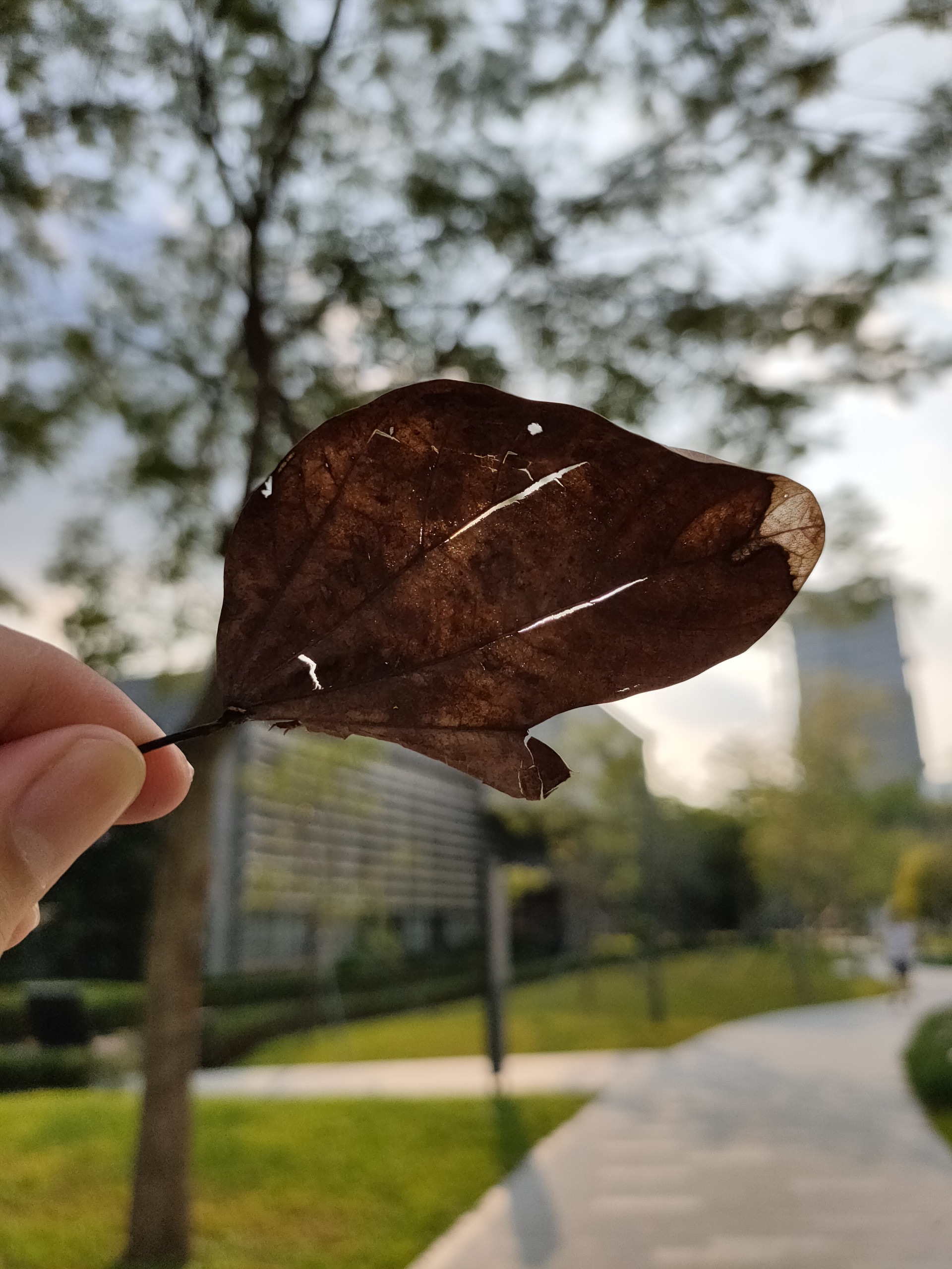 renoace评测优缺点,renoace手机评测