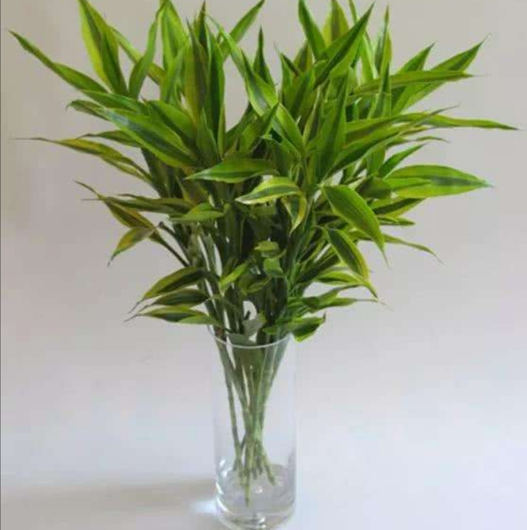 水培富贵竹出现黄叶，常由5方面造成，应及时解决