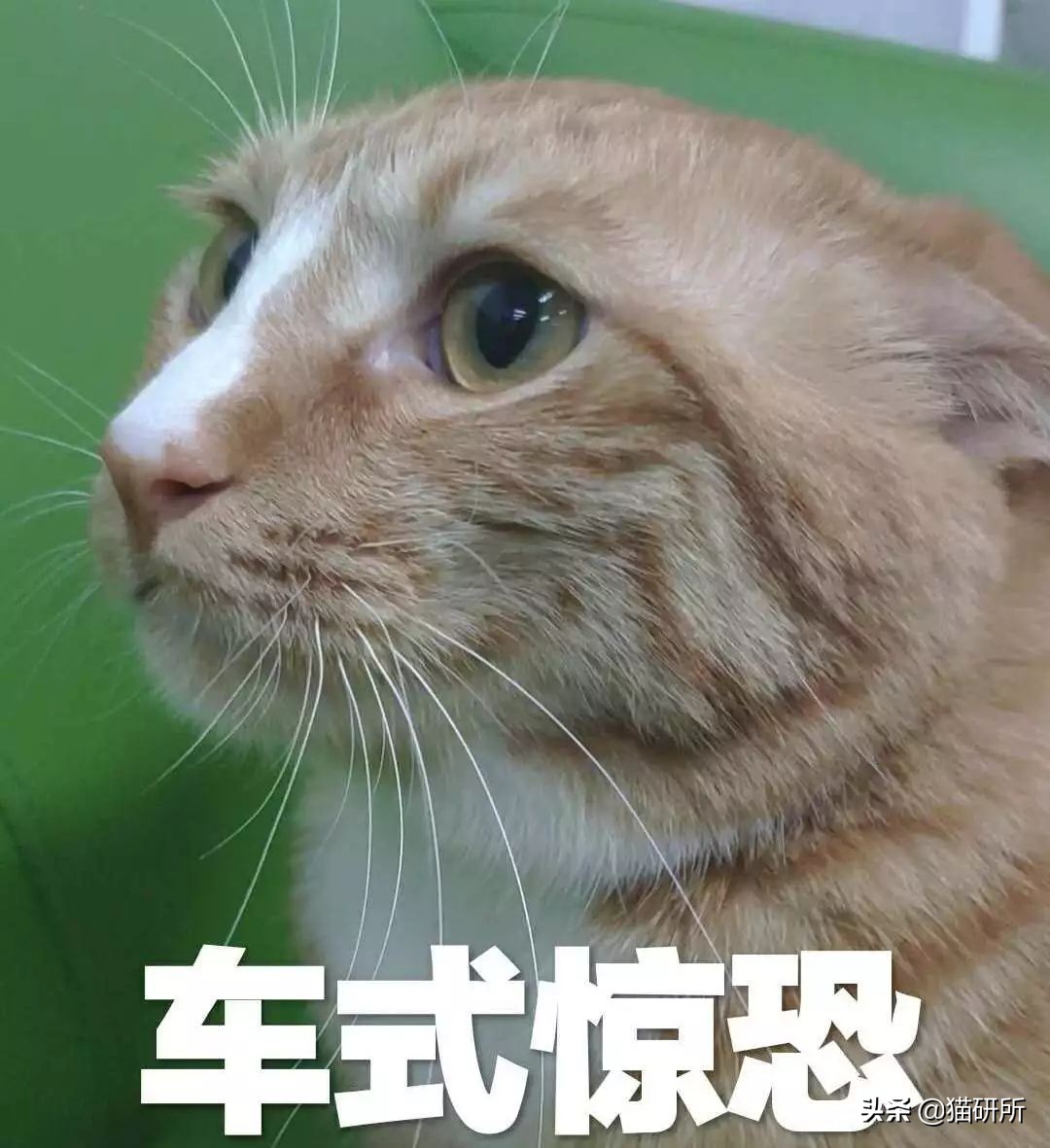 猫咪误食巧克力酱多久会中毒,猫咪不小心偷吃了一点点巧克力