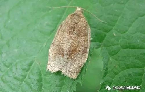 各类植物害虫的防治方法,园林蛀干害虫防治方法