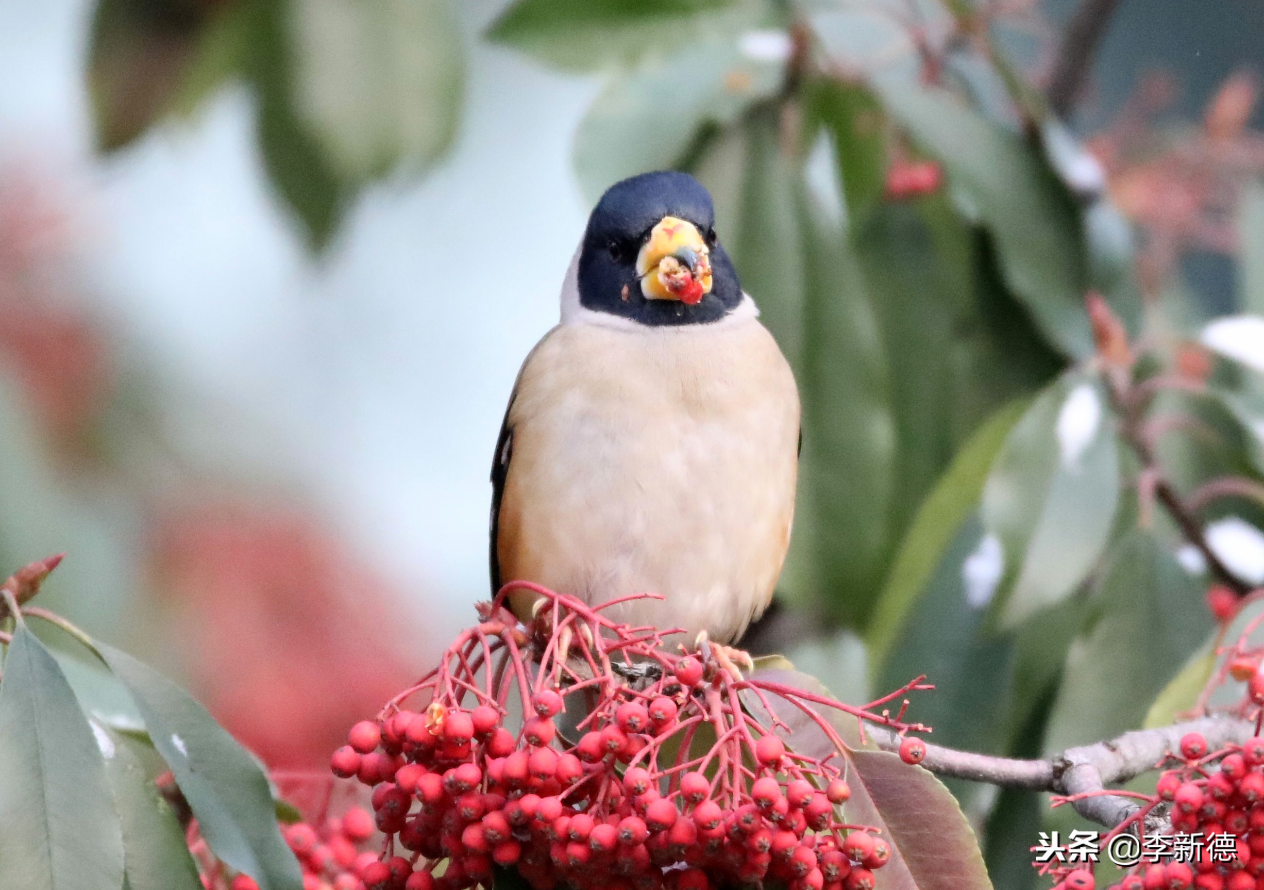 合肥拍到的小鸟,合肥乌鸟