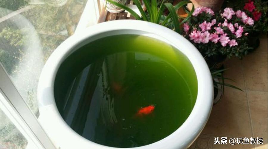 白瓷盆可以养金鱼吗,40公分口径瓷盆养金鱼