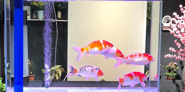 卵巢早衰如何中西医结合,卵巢早衰阴阳双补