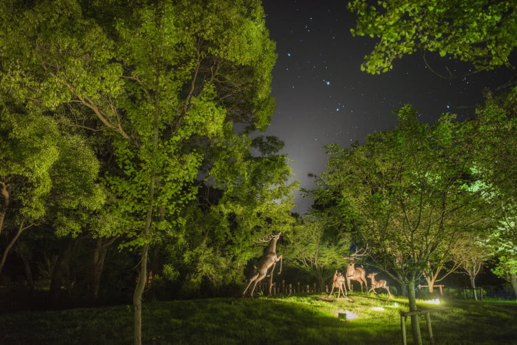 灵山小镇拈花湾樱花,无锡拈花湾樱花开